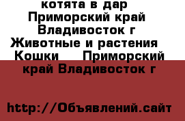 котята в дар - Приморский край, Владивосток г. Животные и растения » Кошки   . Приморский край,Владивосток г.